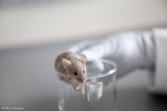 A titkos Covid-laborban siralmas körülmények közt tartott kísérleti egerekre is bukkantak