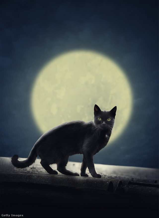 Fekete macska alakját öltik magukra a boszorkányok