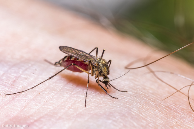 A felfedezés alapján a baktériumok meggátolhatják a maláriaparaziták fejlődését a szúnyogokban