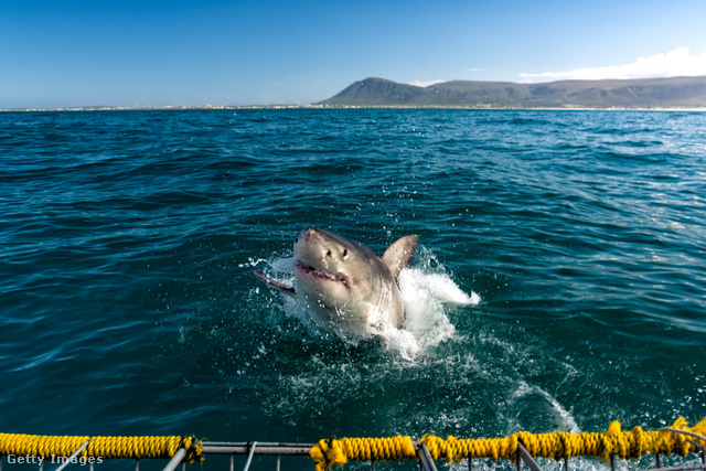 A fehér cápák közelről is megfigyelhetők a dél-afrikai Gansbaai területén