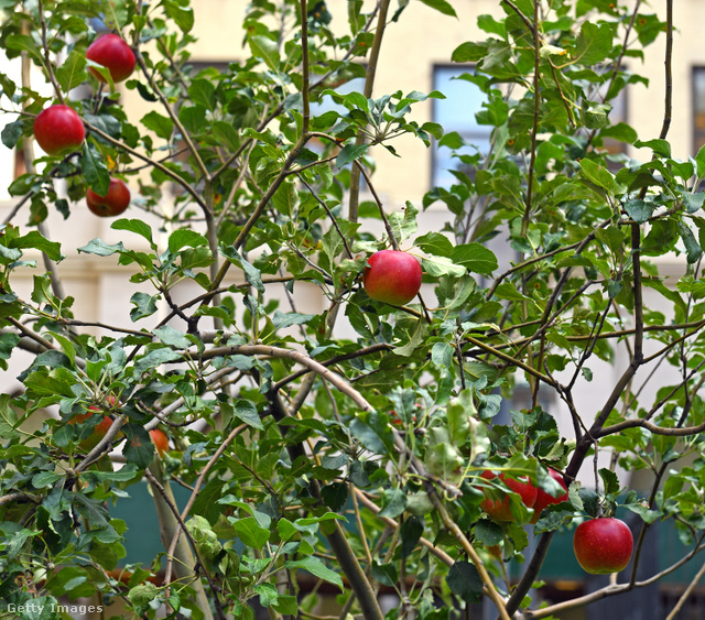 Almából is vannak kompakt méretű, teraszon nevelhető fajták