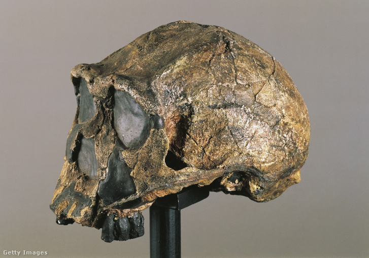 Egy Homo erectus koponyája