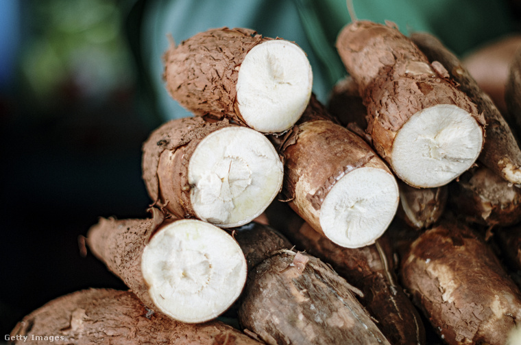 Cassava növények. (Fotó: gustavo ramirez / Getty Images Hungary)