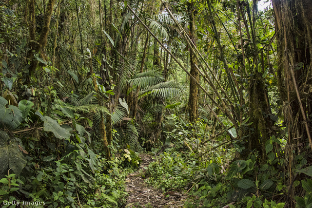 A gyerekeket 40 nap elteltével találták meg a kolumbiai dzsungelben