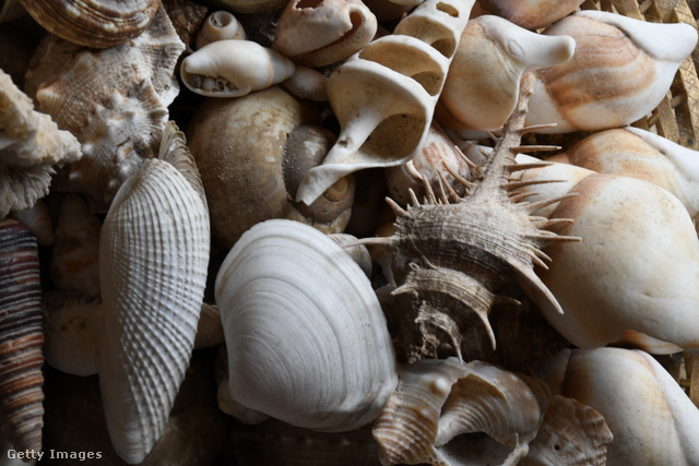Számtalan szín és forma. Vajon tényleg a tenger hangját halljuk, ha a fülünkhöz tesszük a kagylókat?