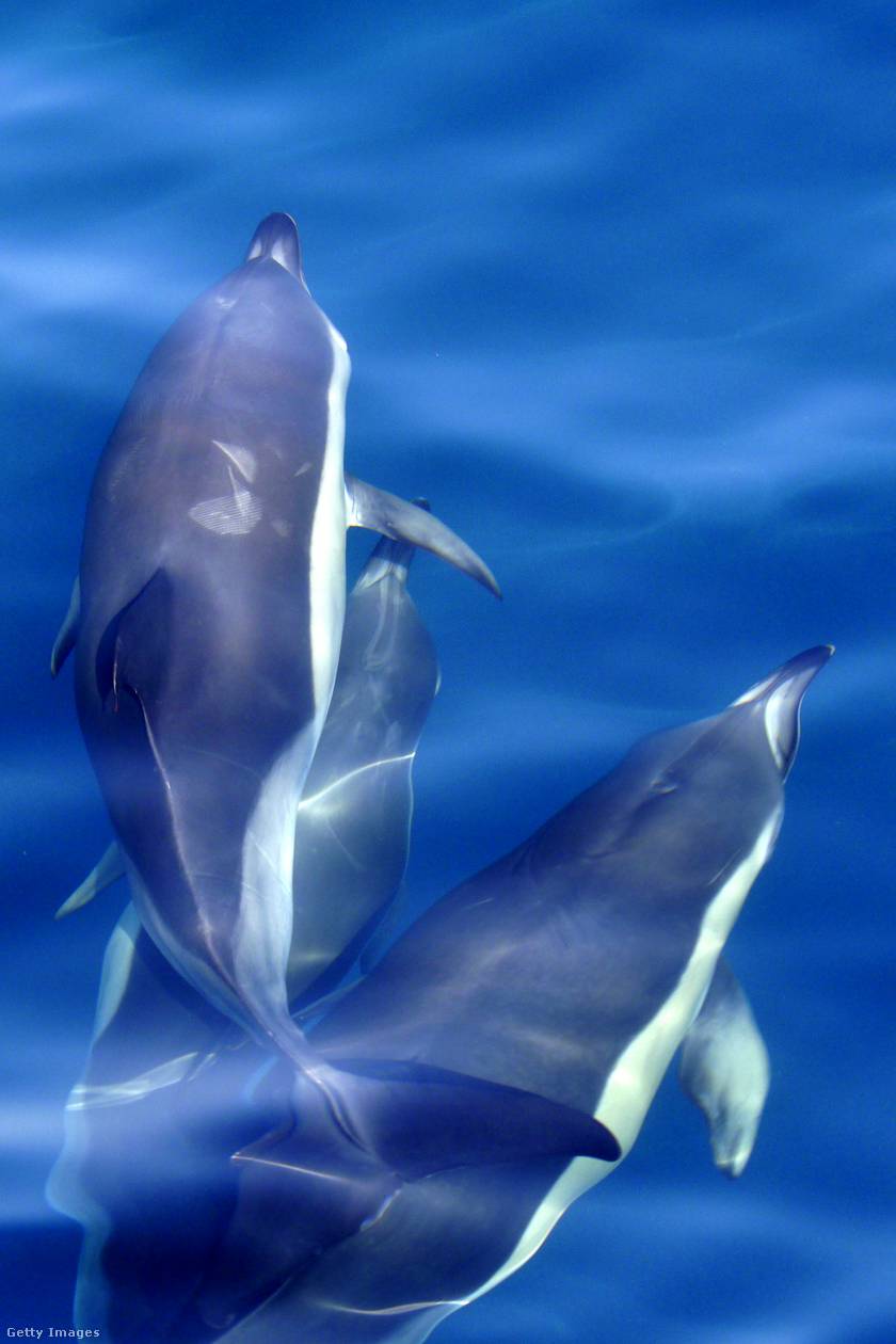 Közönséges delfin (Delphinus delphis).