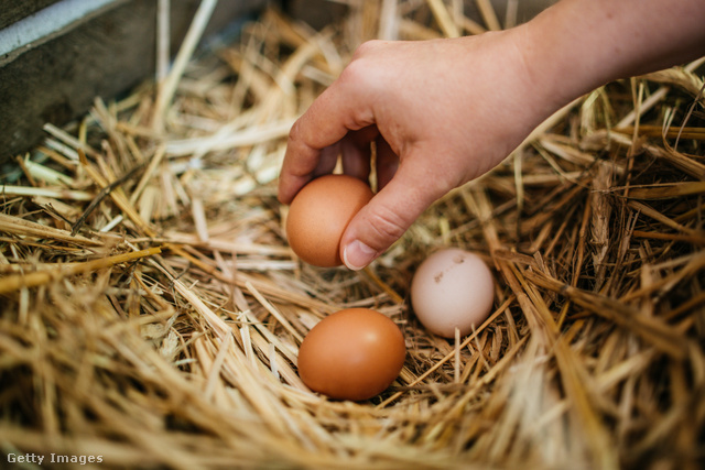 Saját tyúkjaid alól naponta többször szedd fel a tojást