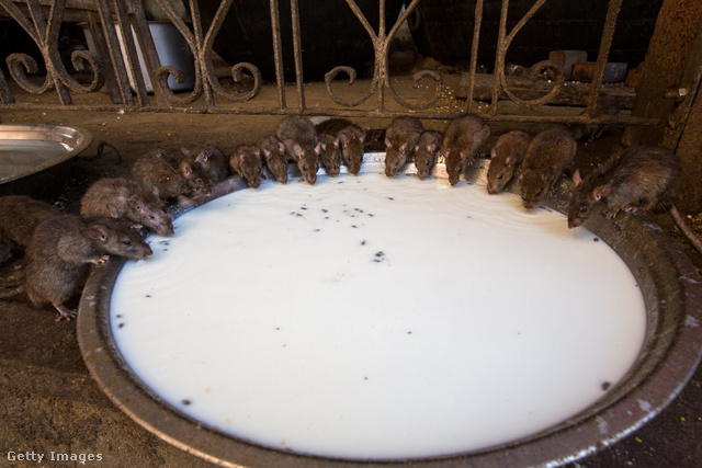 Volna gusztusod belekóstolni ebbe a tejes tálba?