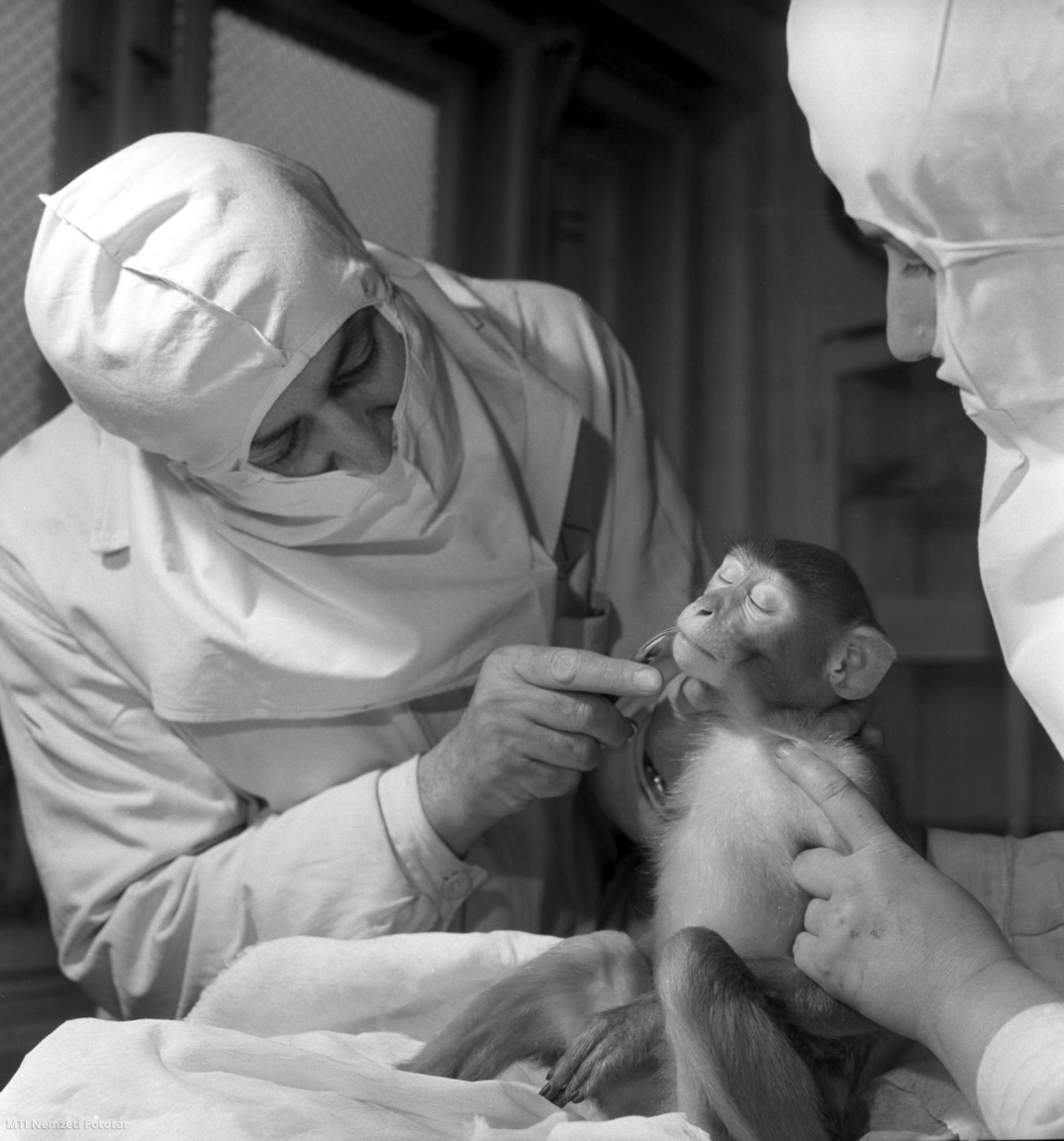 Budapest, 1964. április 1. Dr. Krasznay Emil állatorvos (b) és Nyíri Elemérné laboránsnő egy újonnan érkezett majom fogazatát vizsgálják. Az Orvostudományi Intézet kutatói Indiából és Afrikából vásárolt majmokon végeznek kísérleteket. Az állatok veséjéből nyert szövettenyészetek viselkedéséből levont következtetések rendkívül fontosak a különböző fertőző betegségek megelőzésében.