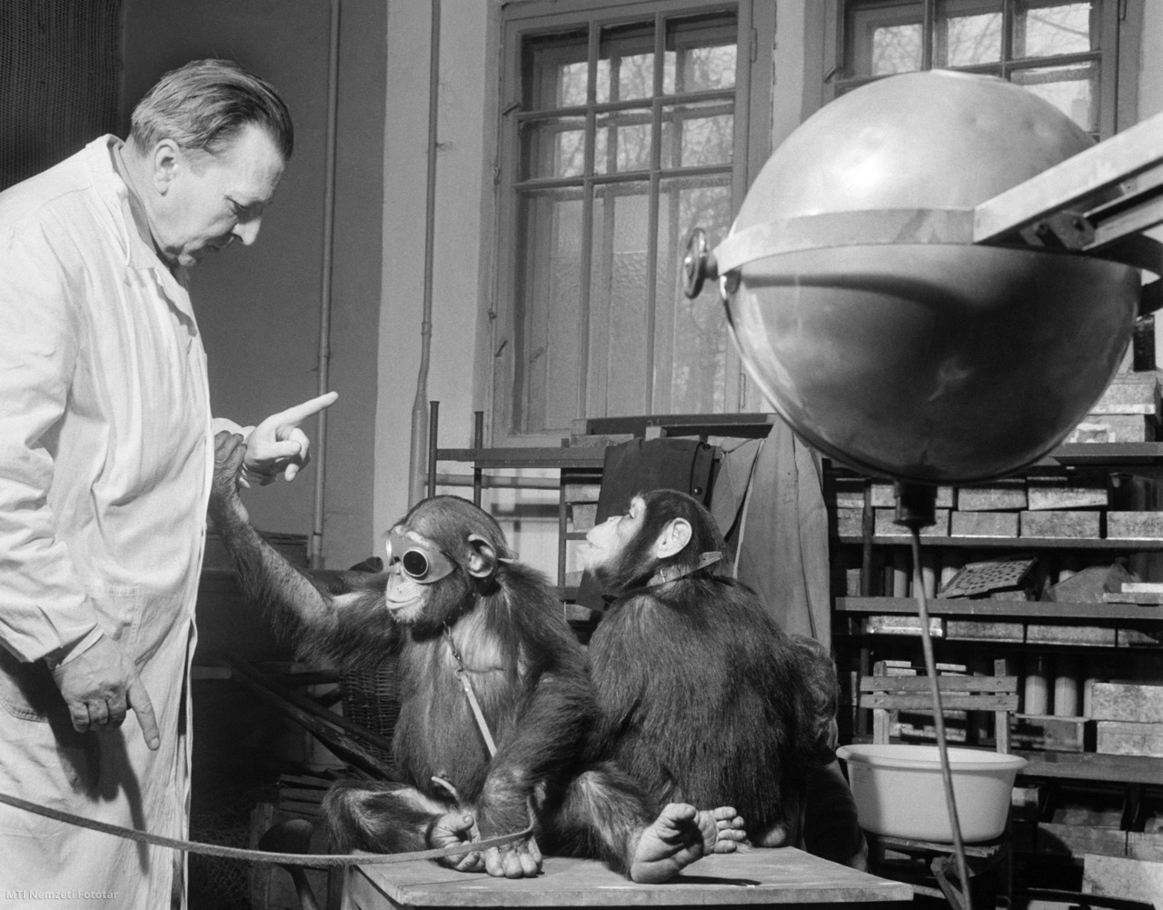 Budapest, 1965. január 29. Dr. Zámbori István állatorvos felügyelete mellett kezdik meg csimpánzok napi szokásos kvarcolását, ezzel biztosítva az állatok kondícióját a Fővárosi Állat- és Növénykertben. Az állatkertben az Állatkórház 6 állatorvosa vizsgálja, gyógyítja az állatokat.