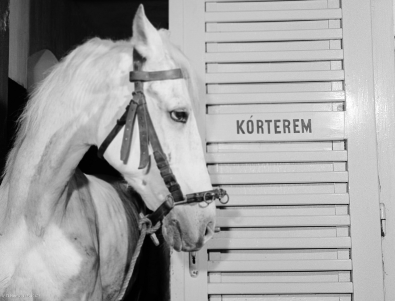 Kaposvár, 1963. február 13. A Kicsi nevű ló, a Hintónjáró szerelem 1954-ben készült, színes, magyar filmvígjáték szereplője a kaposvári állatkórházban, ahol tavaly 283 beteg állatot gyógyítottak meg. Az ambuláns kezelések száma is meghaladta a két és fél ezret.