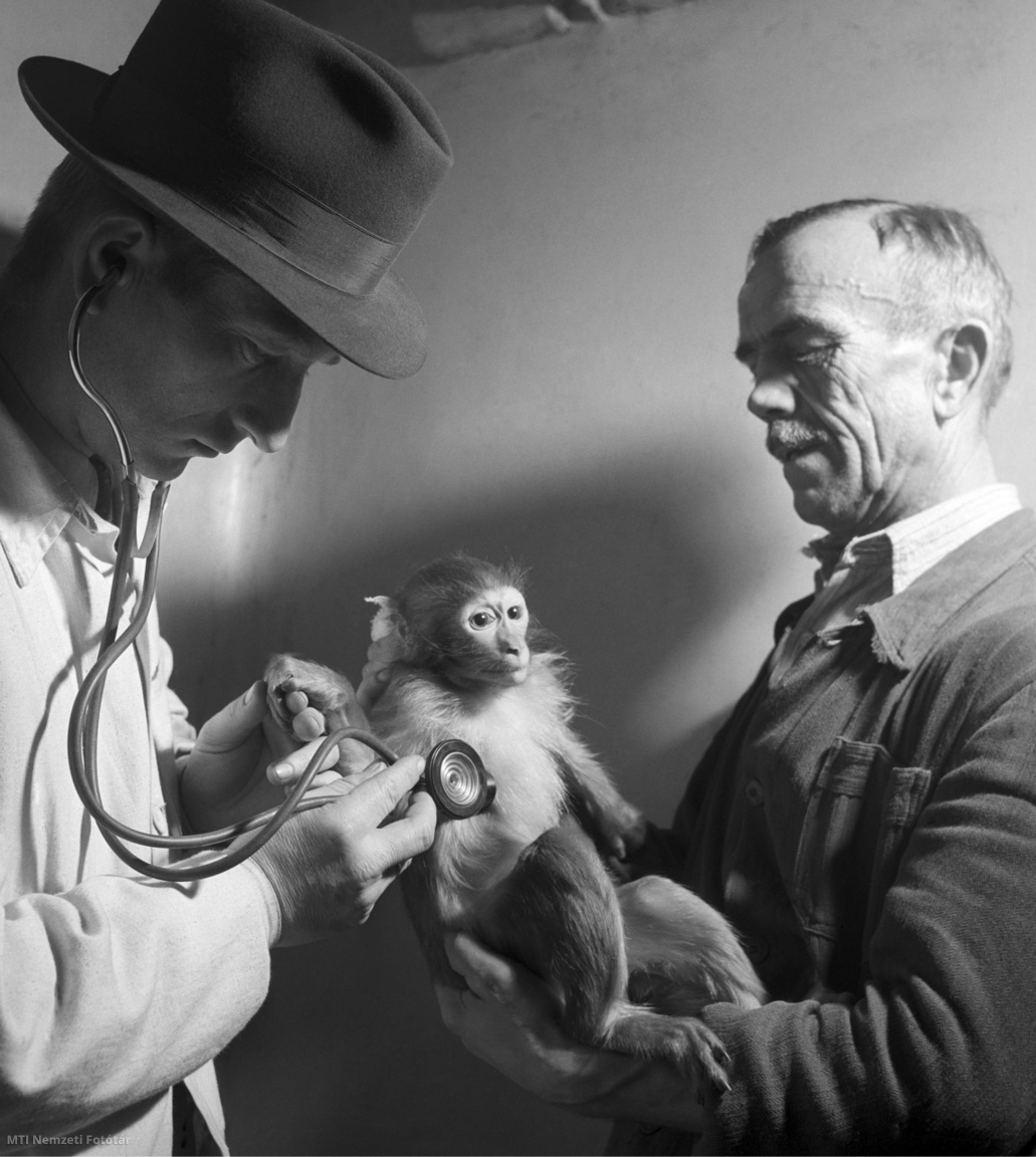 Budapest, 1954. január 14. Az Állatkert orvosa megvizsgálja egy fiatal bundermajom szívét.