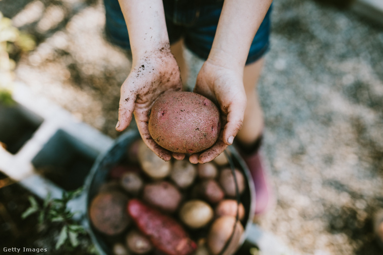 Az öröm, amit a krumpliszedés vagy a paradicsom eltevése hozott, egyszerű, de valóságos volt. (Fotó: RyanJLane / Getty Images Hungary)