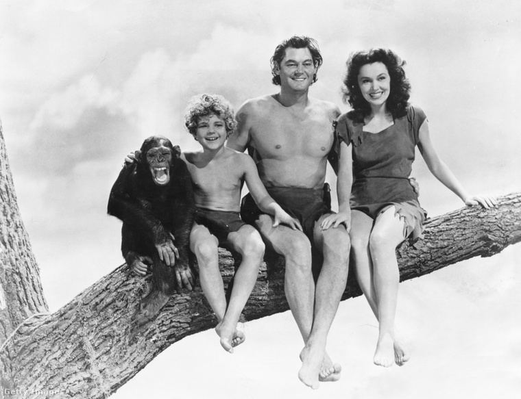 Csita a Johnny Weismüller-féle Tarzanban. (Fotó: John Springer Collection / Getty Images Hungary)