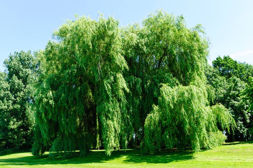 Az egyik legkülönlegesebb fa, a szomorúfűz (Salix alba ‘Tristis’) tökéletes búvóhelyet kínál a nap és a kíváncsi szemek elől. Az évente akár 3 métert is növő lombhullató fa a 10-20 méteres maximális magasságot is elérheti, de ehhez sok vízre és napfényre is szüksége van.
