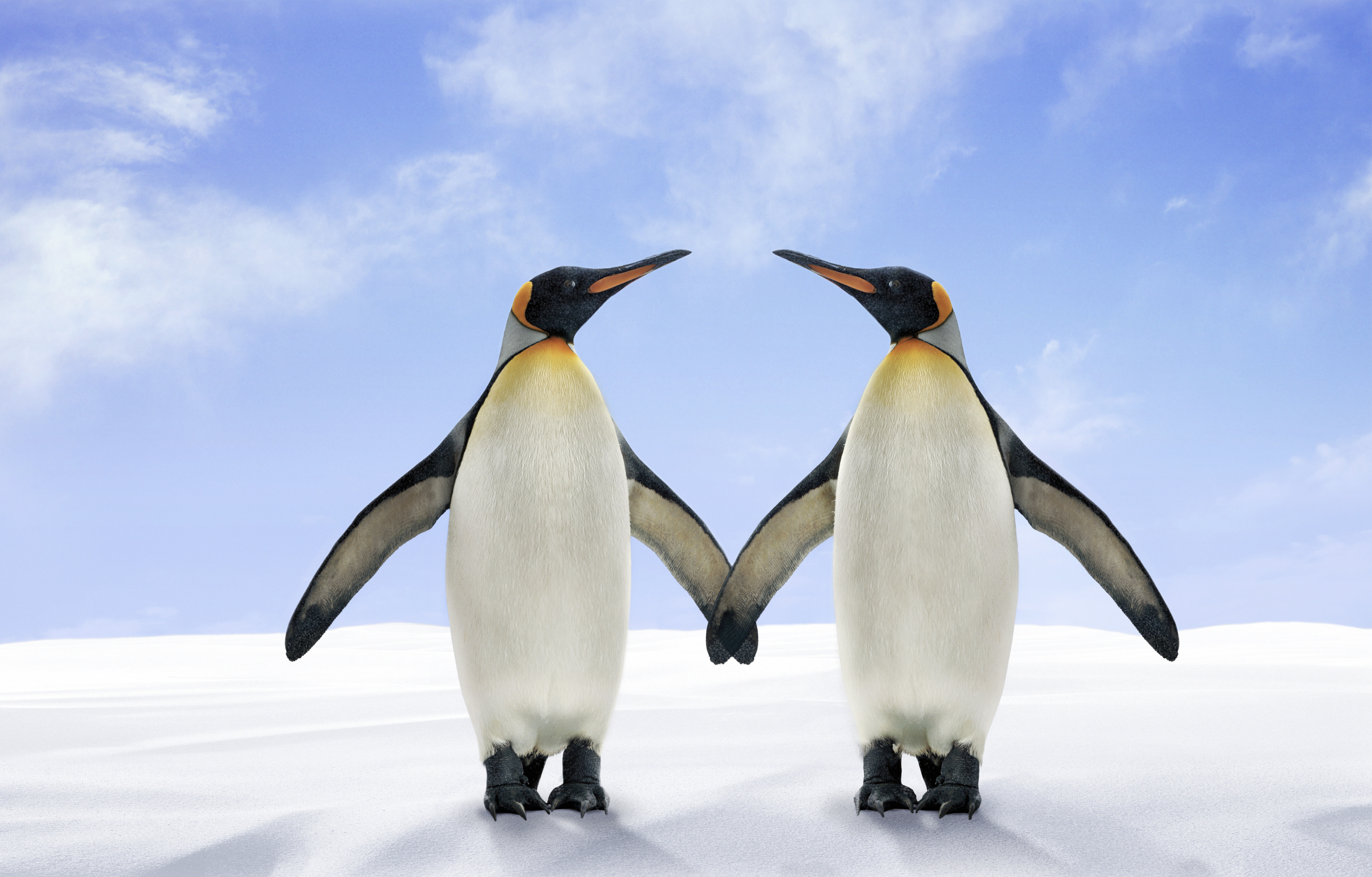 Пингвины в дикой природе. Пингвин. 2 Пингвина. Пара императорских пингвинов. Пингвин картинка.