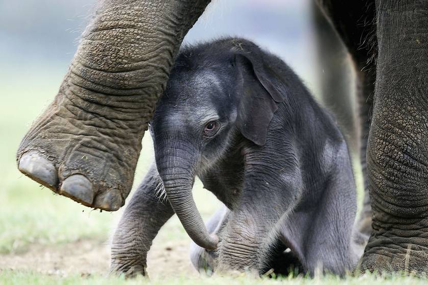 Az elefántok ormányérintéssel vigasztalják a másikat, fejlett testbeszéddel rendelkeznek, és találékonyak. Az anyák figyelemre méltó gondoskodást és odaadást tanúsítanak utódaik iránt, irányítják és védik őket, miközben felnőnek.