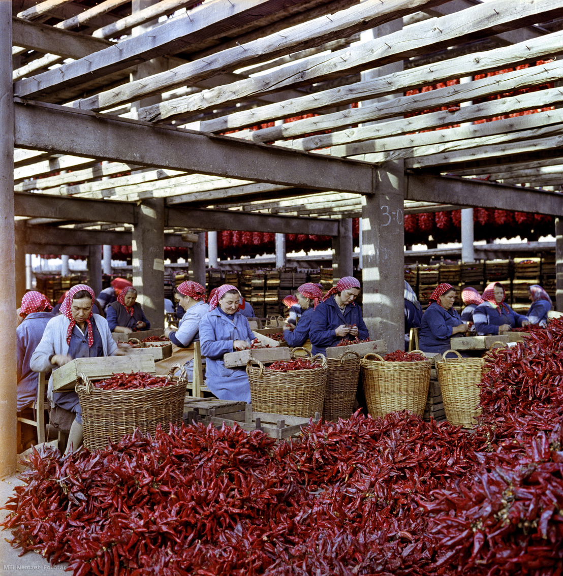 Budapest, 1959. szeptember 28. A Szegedi Paprikafeldolgozó Vállalat dolgozói előkészítik a szárítógépbe kerülő fűszerpaprikát a feldolgozáshoz