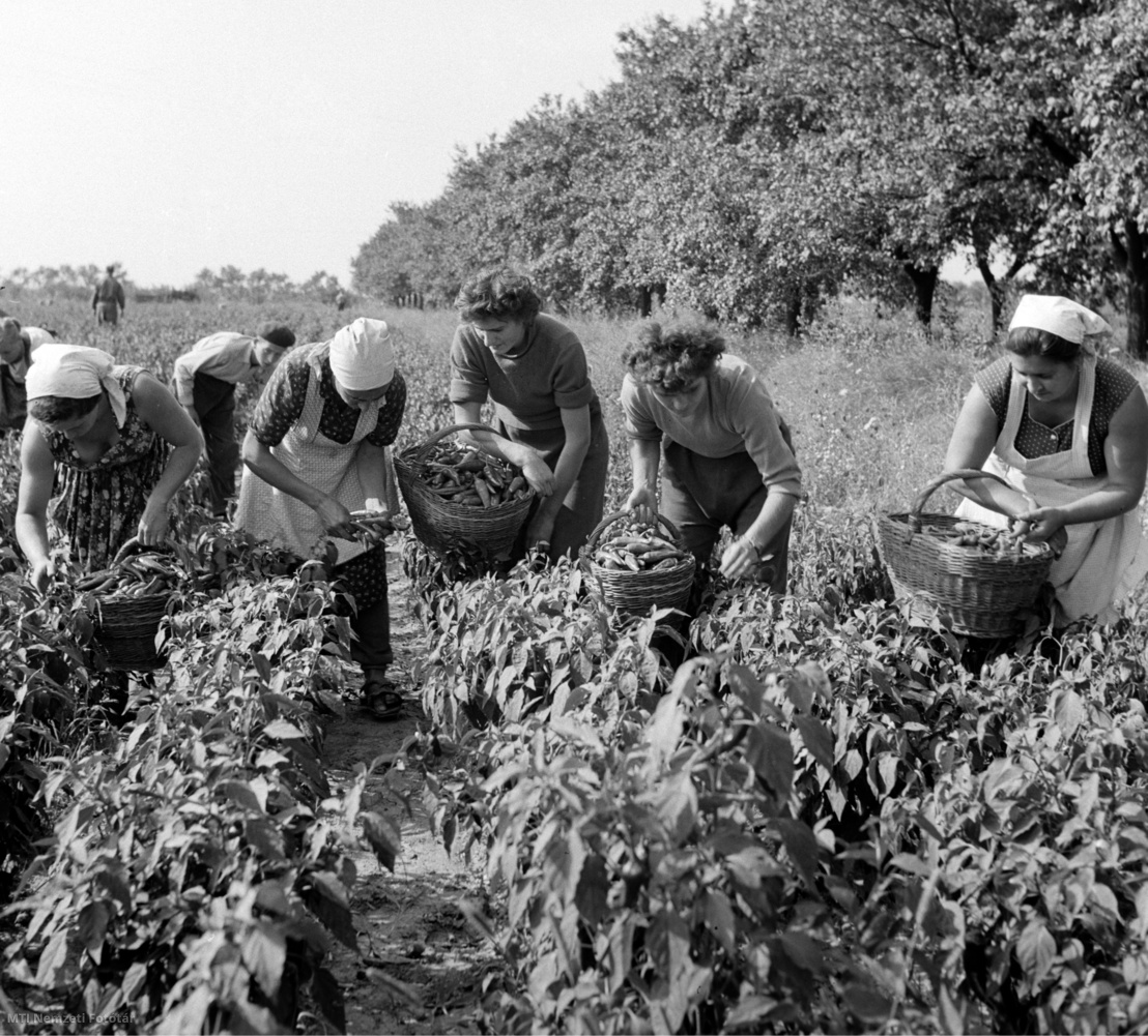 Szeged, 1960. szeptember 2. Szedik a fűszerpaprikát a Komszomol Termelőszövetkezet (tsz) dolgozói a gazdaság paprikaföldjén, Szeged határában.