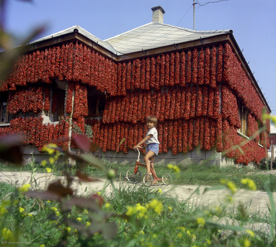 Kalocsa, 1975. szeptember 25. Fűszerpaprikából készült füzérek száradnak egy kalocsai ház falán, előtte kisgyerek ül háromkerekű biciklijén.