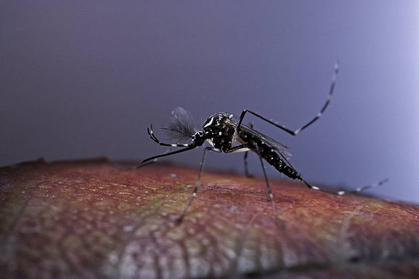 Egyiptomi csípőszúnyog, Aedes aegypti.