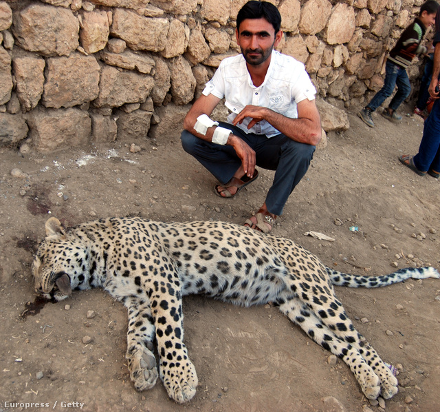 A megtámadott pásztor, Kasim Kaplan és a már leterített leopárd