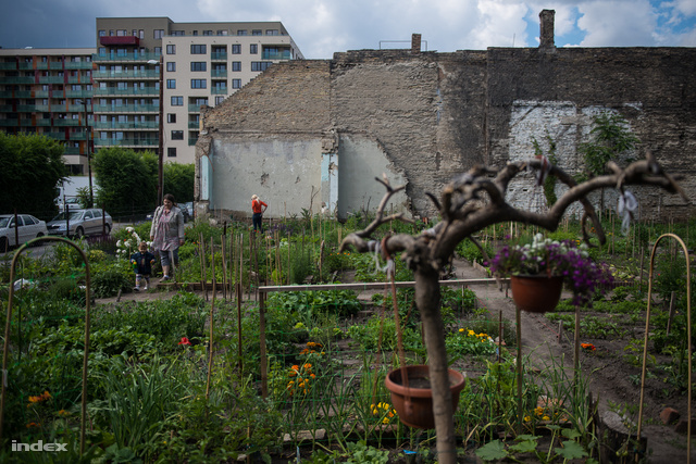 Közösségi kert a budapesti Leonardo utcában