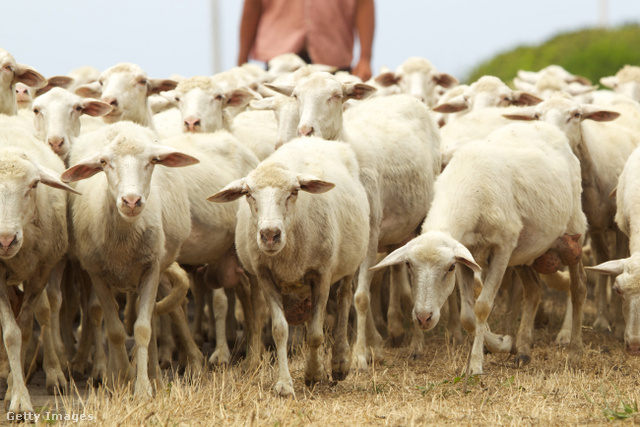 Az állatokkal, szabadban töltött pásztorélet is kedvez a hosszú élet megéléséhez