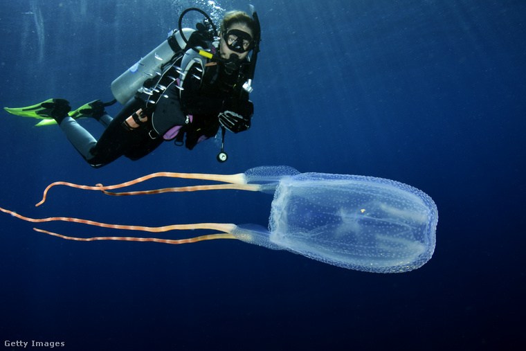 Tenger darázs medúza. (Fotó: Humberto Ramirez / Getty Images Hungary)