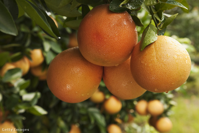 A grépfrút számos egészségvédő hatású tápanyagot tartalmaz