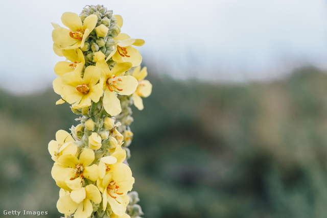 Az ökörfarkkóró jellegzetes, sárga színű virágairól ismerhető fel