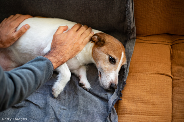 A kutyáknál meddőséghez és sántasághoz vezető betegség az emberek esetében influenzaszerű tüneteket okoz