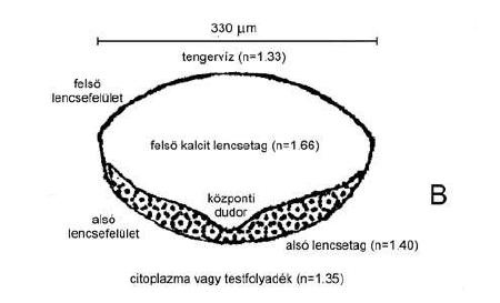 A Dalmanitina socialis kéttagú, schizochroális szemlencséjének rekonstruált keresztmetszeti alakja. A lencse fölső tagjának alsó felületén látszik a központi dudor.(kép: Gál, Horváth et al. / Természet Világa 130 (1999) 168-172, 2. ábra)