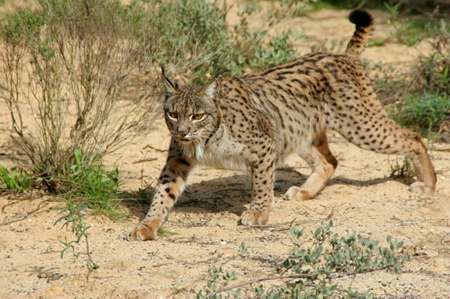 Lynx pardinus.png