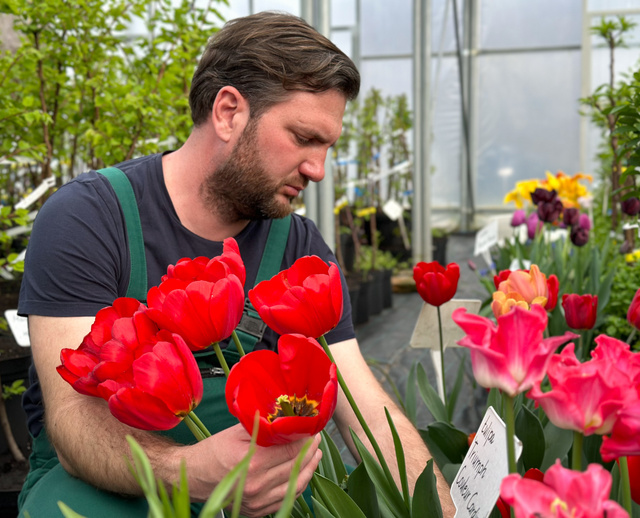 Kertészmérnök szakértőnk szerint ilyenkor kell a földbe kerülnie a tulipánhagymának is