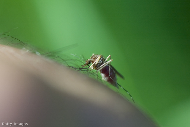 A nyugat-nílusi láz terjedéséért a szúnyogok felelősek