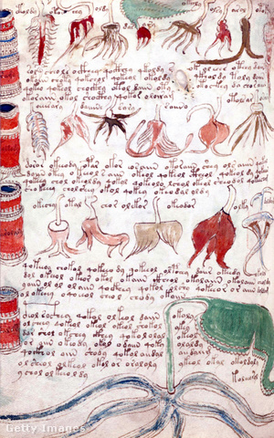 Hecc vagy rejtély a Voynich-kézirat?