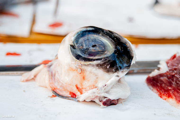 A japán konyha egyik különlegessége ugyanis éppen a tonhal szeme, amit ugyancsak elfogyasztanak. (Fotó: Szollár Zsófi / Index)