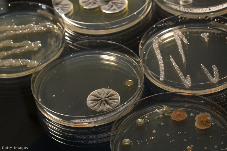 A penicillin felfedezésének eredete 1929-re nyúlik vissza, amikor Sir Alexander Fleming először figyelte meg a penicillin antibakteriális potenciálját. (Fotó: Wladimir Bulgar/science Photo Li / Getty Images Hungary)