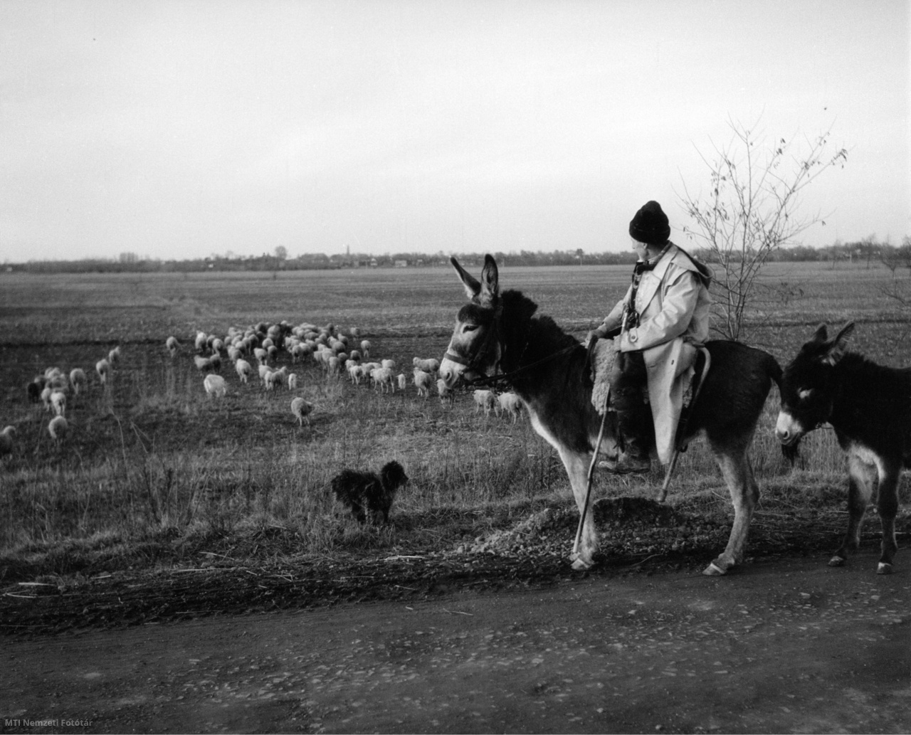 Tolna megye, 1957. február 16. A Tolna megyei vándorjuhászok megkezdték az alkalmi legeltetést.