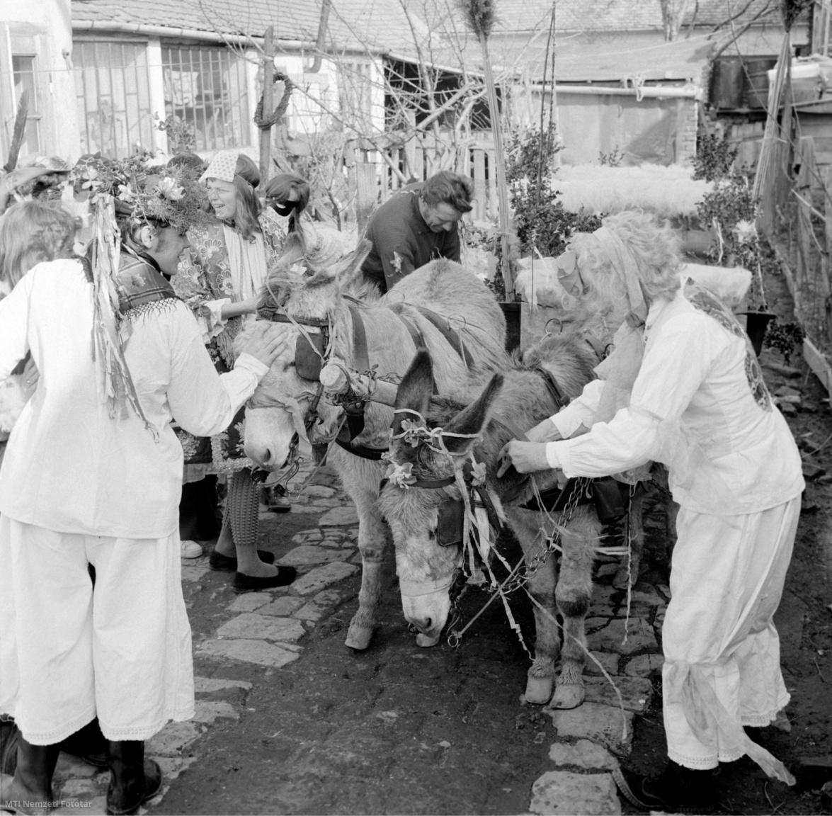 Mohács, 1976. február 29. Csacsifogatot díszítenek egy ház udvarán a busók a farsangi felvonulásra Mohácson.