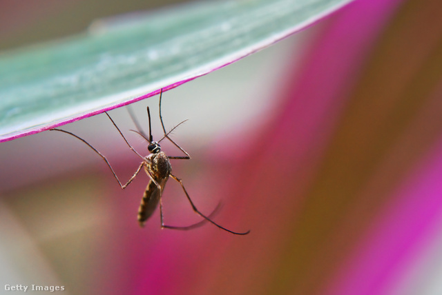 A szúnyogok által terjesztett maláriát napjainkban is gyógyítják kininnel
