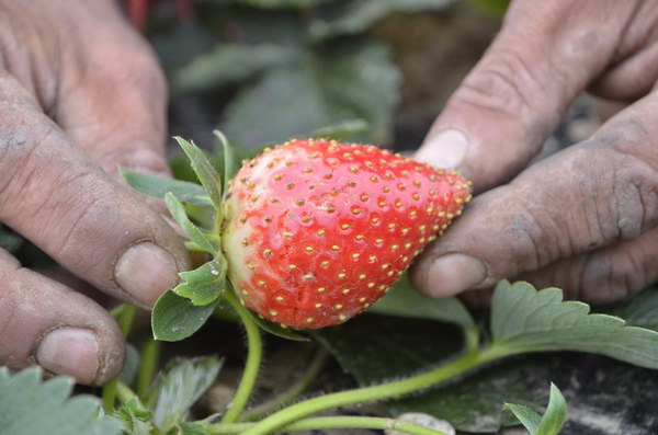 Ladányi Pál mutatja a pirosló epret a kamerának