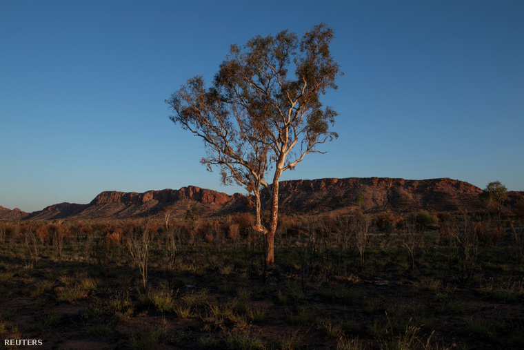 Egy eukaliptuszfa a West MacDonnell Rangesben, Alice Springstől nyugatra
                        