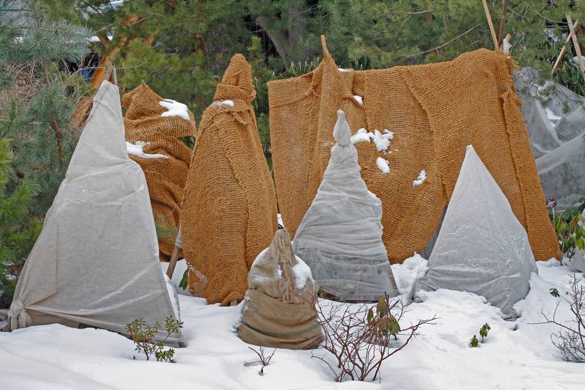 Télen fontos a fiatal facsemeték védelme, amit takarással vagy a föléjük épített, gúlaszerű sátrakkal a legcélszerűbb megoldani.