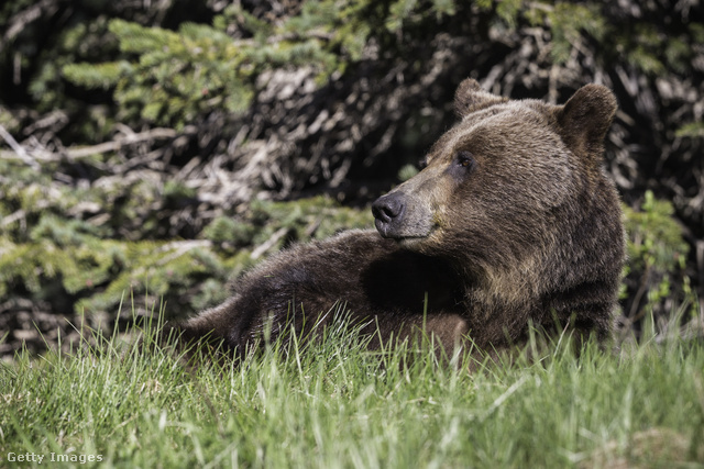 Hazánkban az eurázsiai barna medve látványa egyre gyakoribb, de a grizzly még veszélyesebb