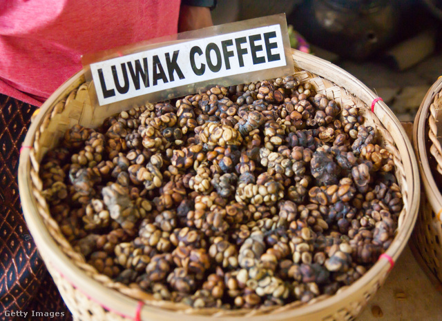 A cibetmacska ürülékéből kiválogatott bogyókból fő a világ legexkluzívabb kávéja