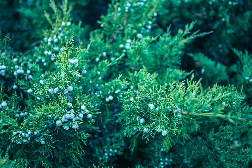Az első és talán legismertebb örökzöld a listán a közönséges boróka (Juniperus communis), ami 3-5 méter magasságra nő, így valóban a fenyők vetélytársa. Szárazságtűrő, de fényt igénylő fajta, kékes bogyói és aromás illata miatt is népszerű.