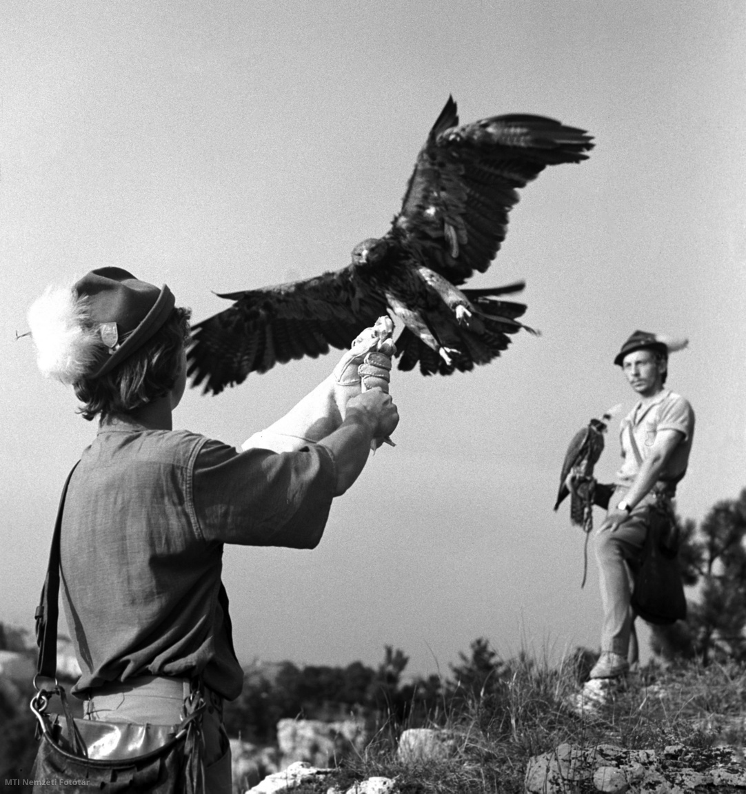 Veszprém, 1964. július 15. Gyökössy Zsombor repítési gyakorlatot tart egy sassal a Nagyvázsonyi Várjátékokra készülve. A veszprémi solymászok bemutatót tartanak majd az augusztus 16. és 20. között megrendezésre kerülő hagyományos kulturális eseményen