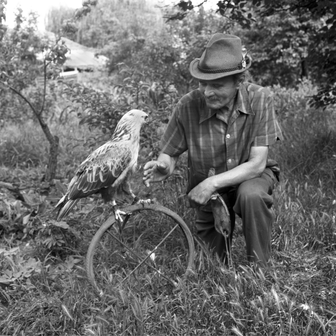 Fegyvernek, 1986. június 22. Homoki Nagy István líraian szép természetfilmjei sztárjainak betanítója: Lelovich György fegyverneki solymász a 14 éves, Sárika névre hallgató sasölyvvel. A solymász lakásának udvarán ma is számos madár él. A madarak barátja rendszeresen solymászik, s gyűjti tudományos megfigyeléseit